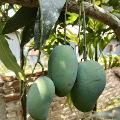Hill-grown Amrapali Mango