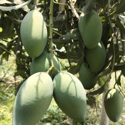 Hill-grown Amrapali Mango