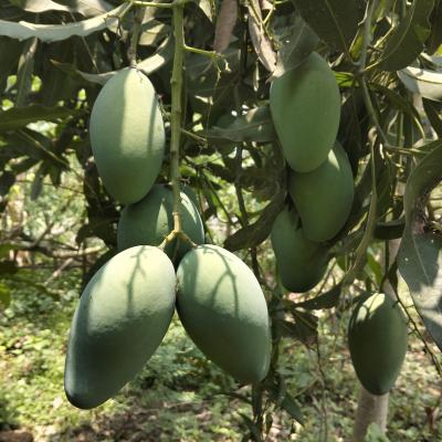 Hill-grown Amrapali Mango