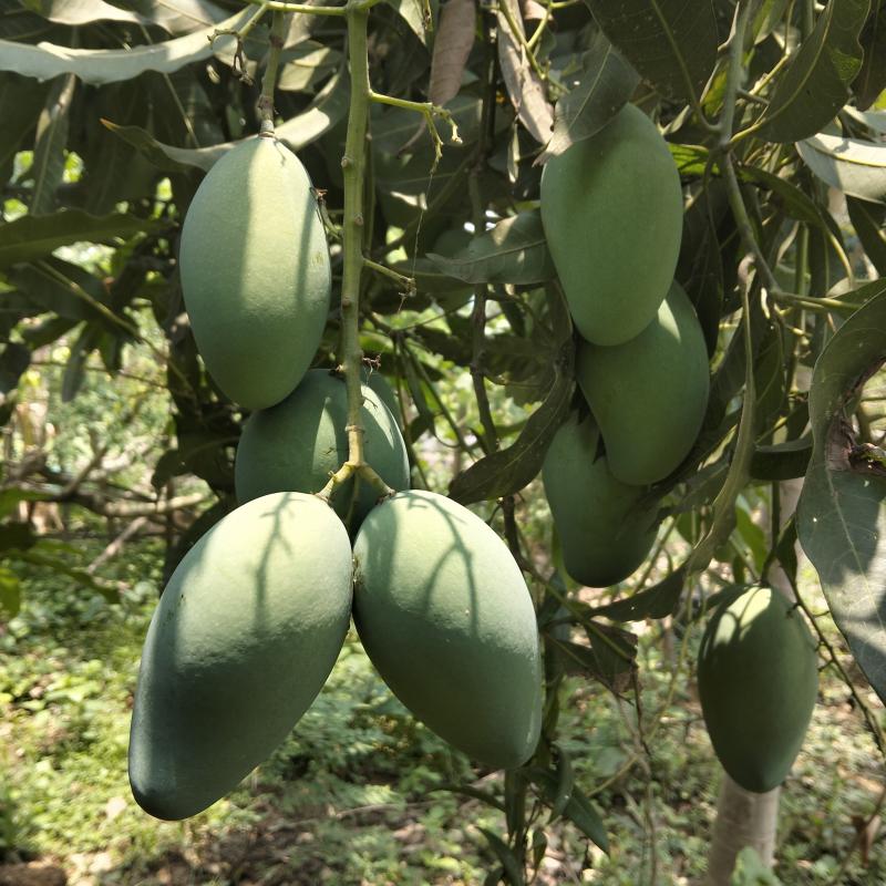 Hill-grown Amrapali Mango